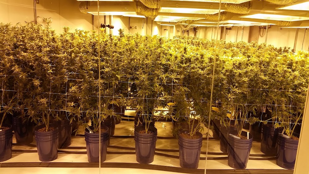 The Green Solution photo 7