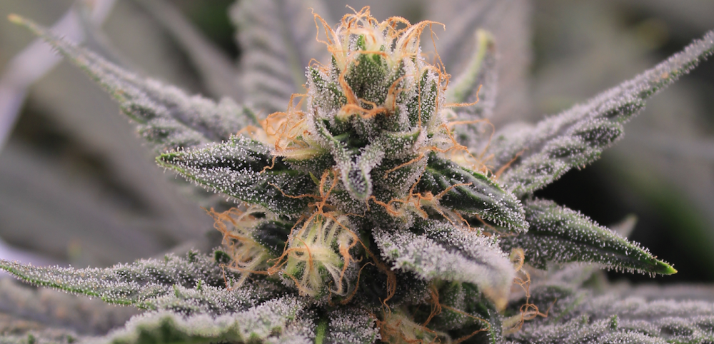 The Green Source photo 3