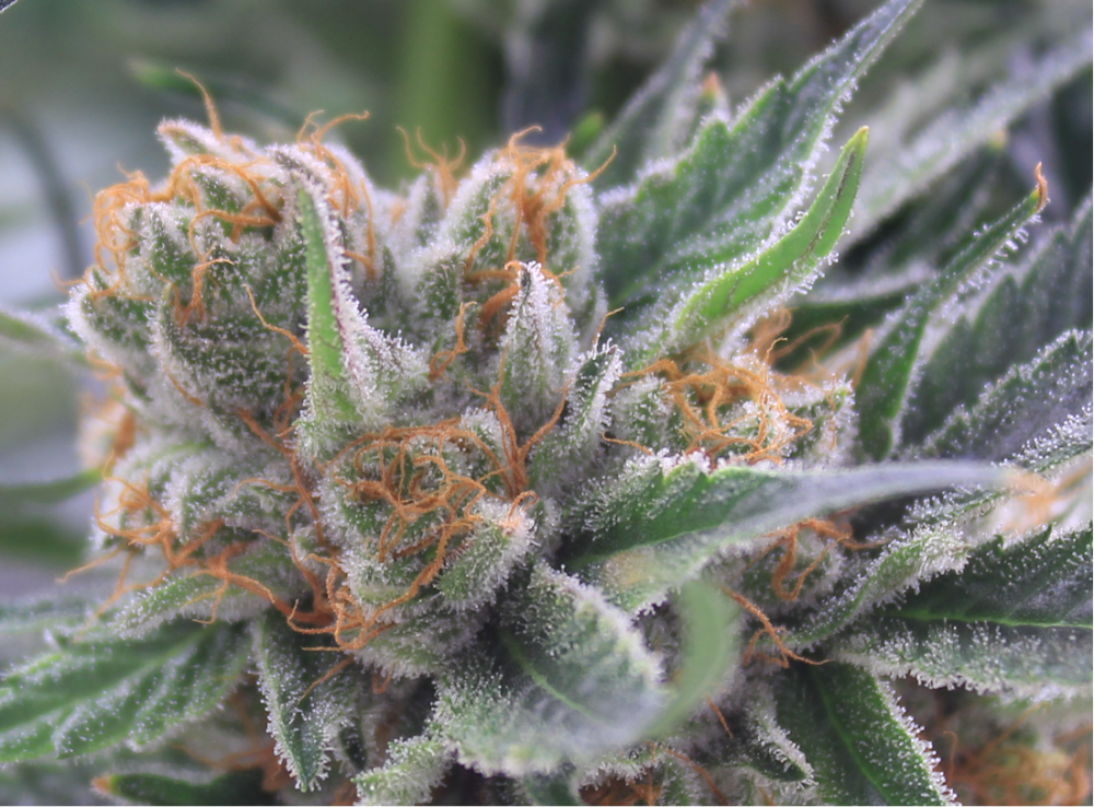 The Green Source photo 3