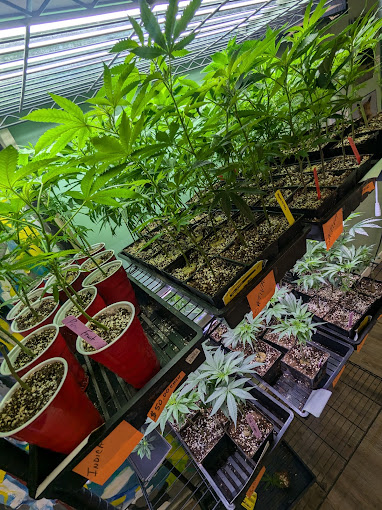 The Herb Shoppe photo 4