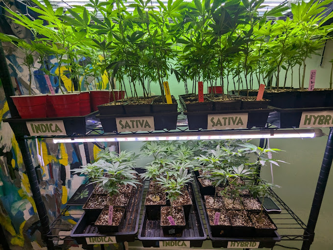 The Herb Shoppe photo 7