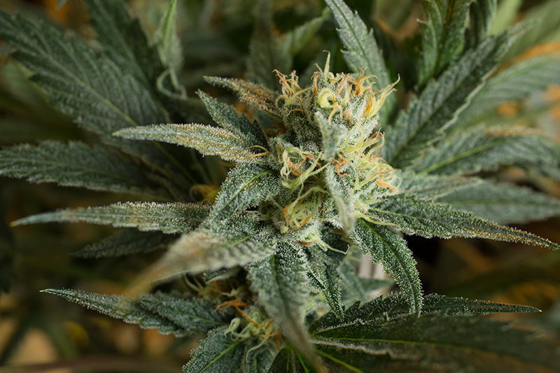 The Herbal Alternative photo 3