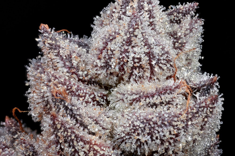 The Herbal Cure photo 2