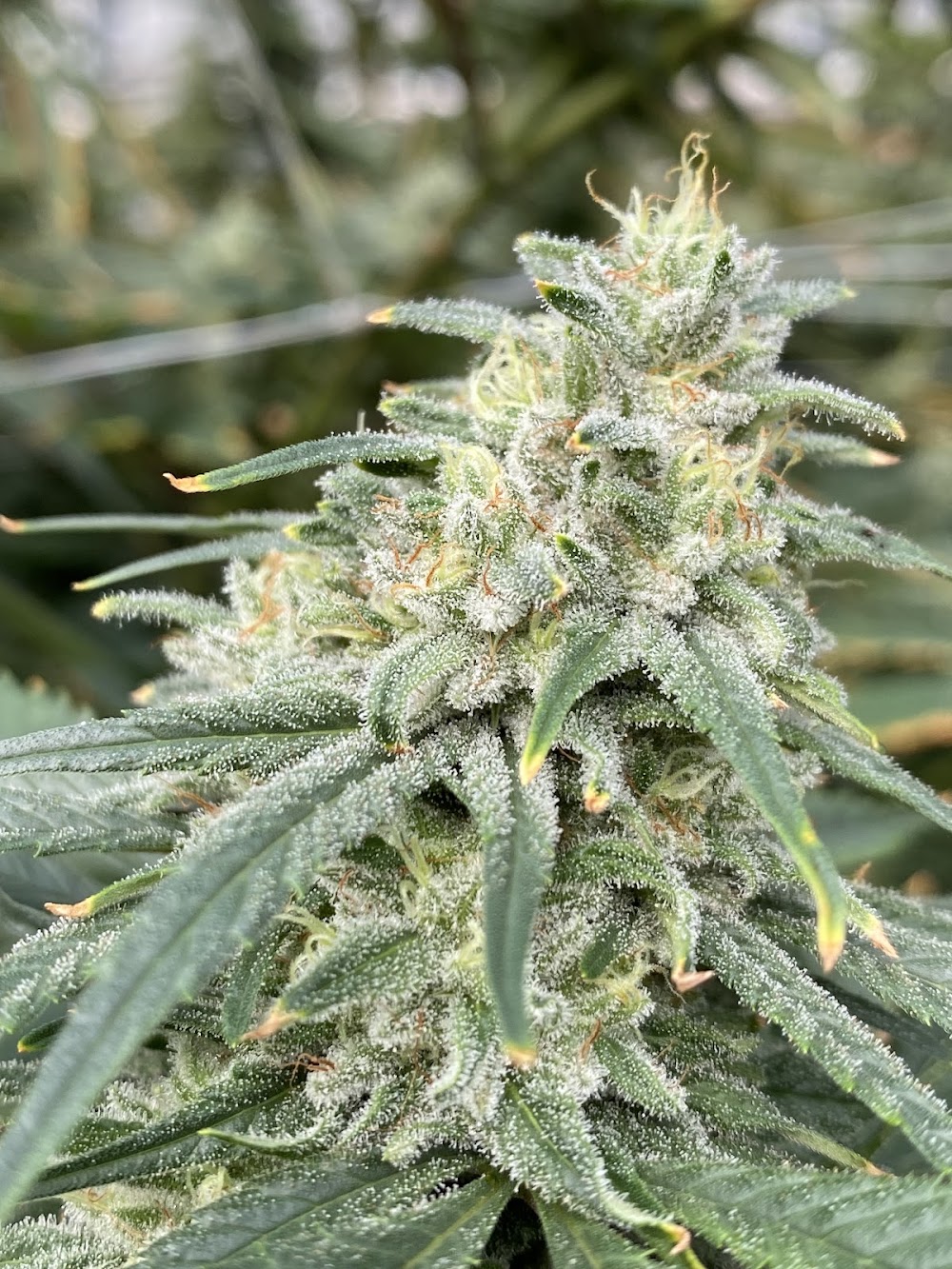 The Joint By Cannabis photo 5