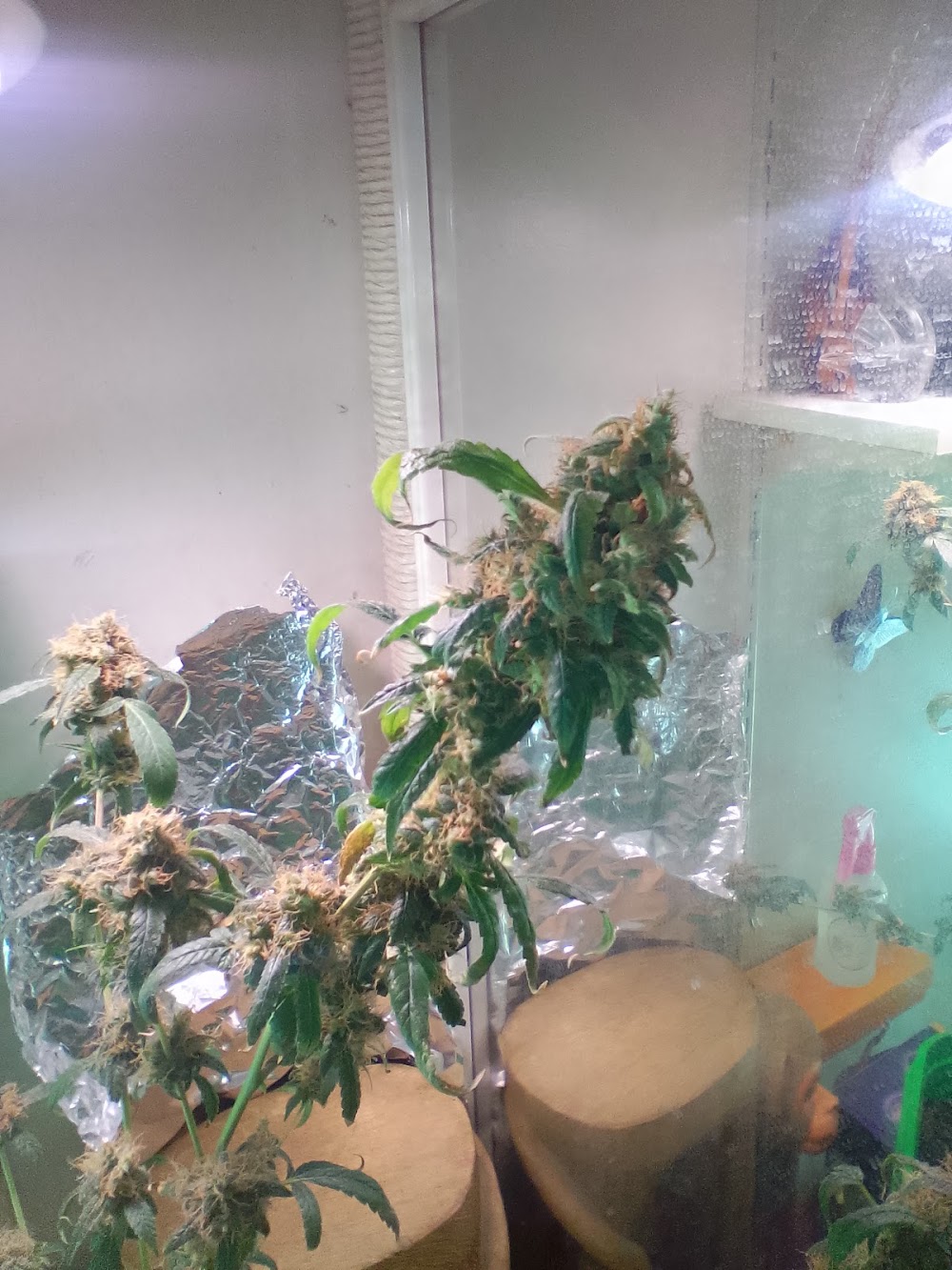 The Landing Dispensary photo 2