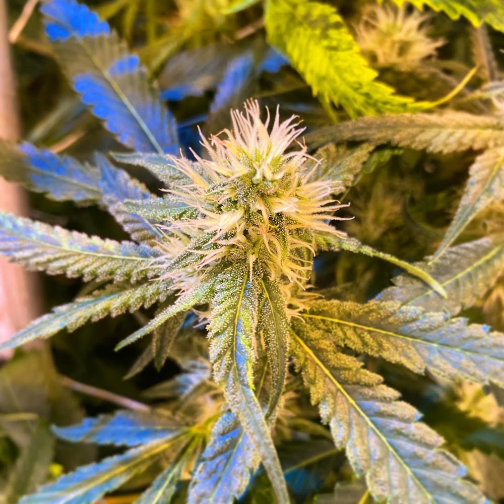 The Mint photo 3