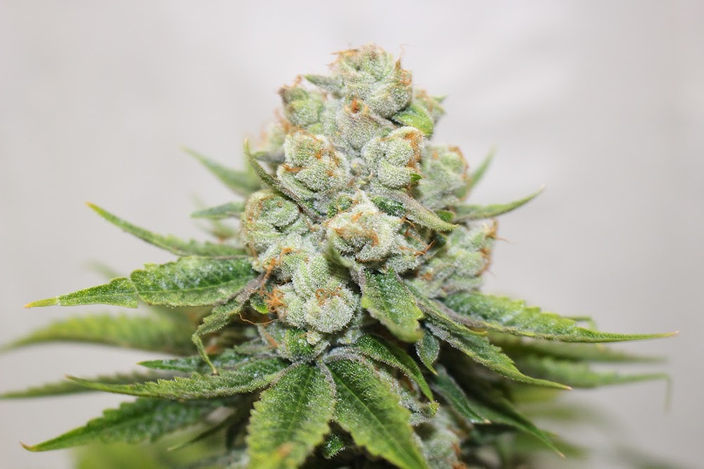 Three Rivers Dispensary photo 8