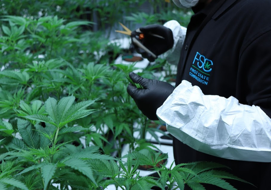 Thrive Dispensary Lewes photo 2