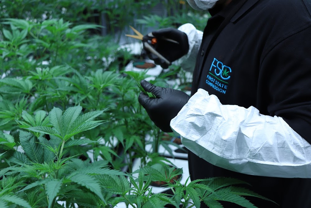 Thrive Dispensary Wilmington photo 2