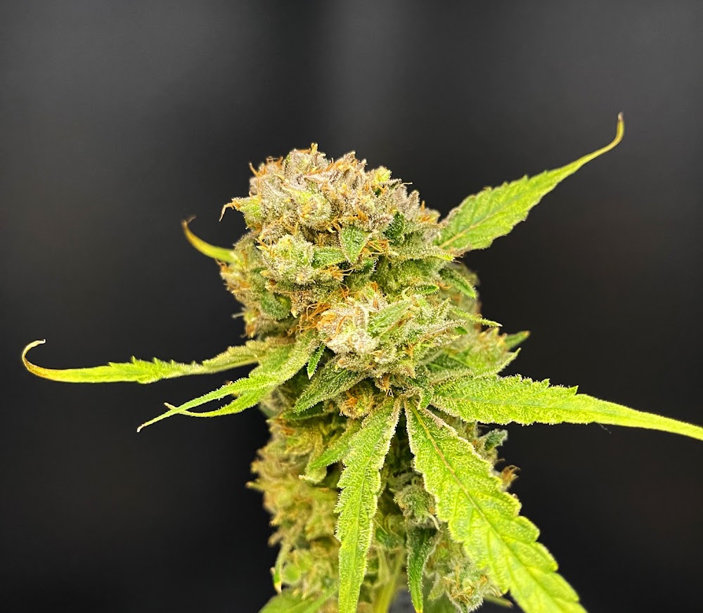 Thrive Dispensary Wilmington photo 4