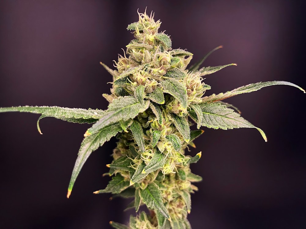 Thrive Dispensary Wilmington photo 8