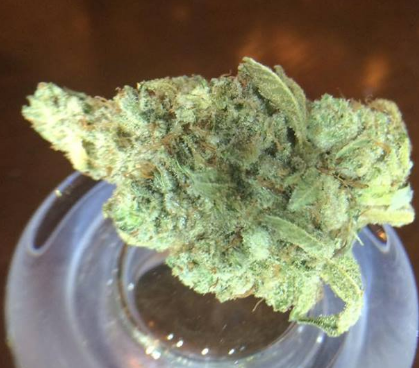 Today's Herbal Choice photo 8