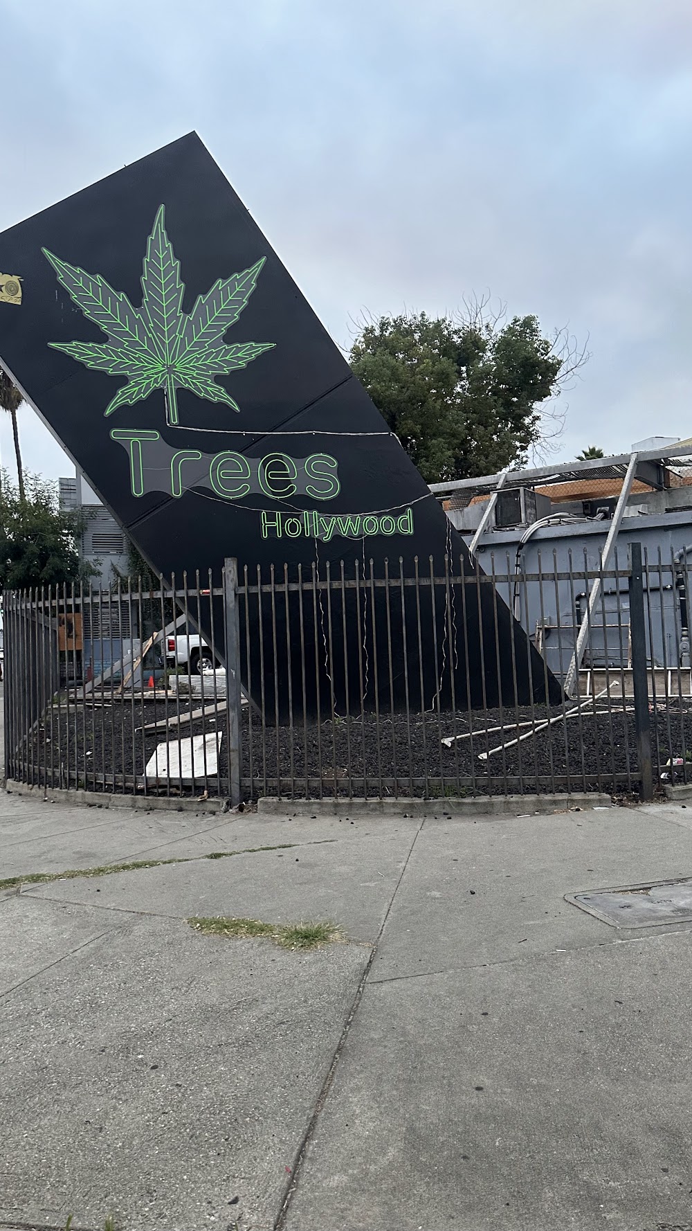 Trees Hollywood photo 1
