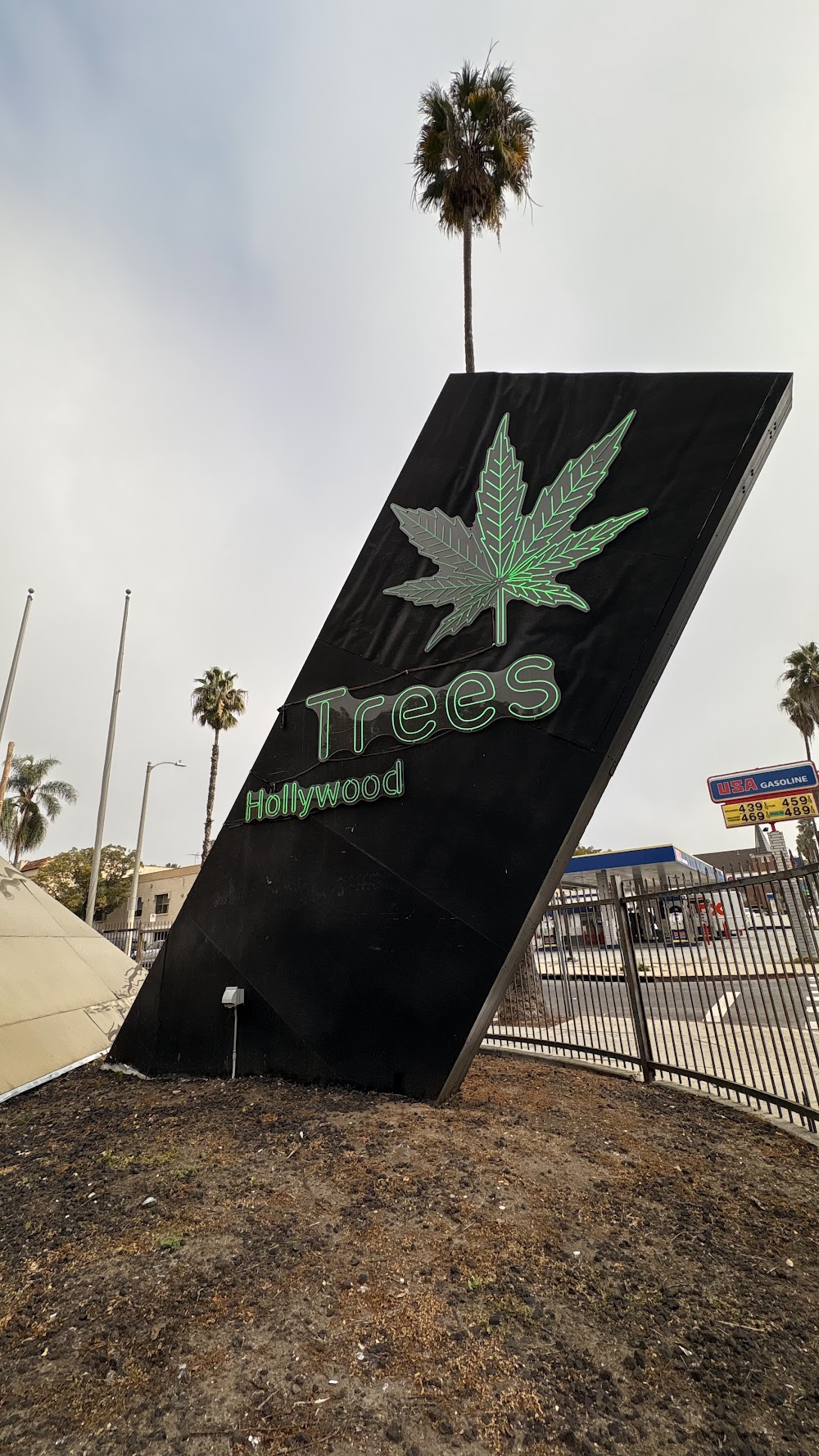 Trees Hollywood photo 4