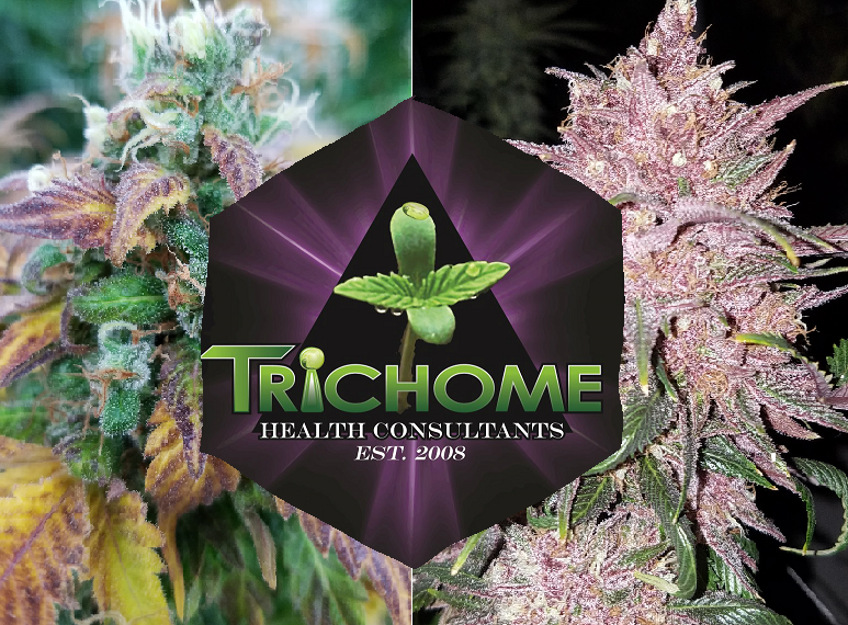 Trichome Health Consultants photo 1