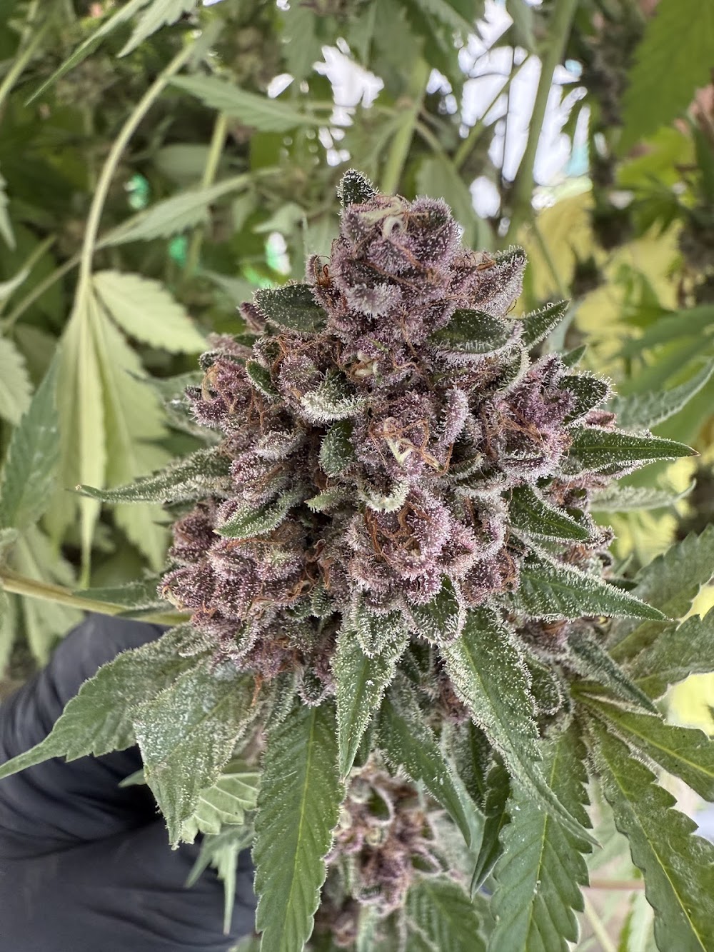 Ultimate Flower Odyssey photo 4
