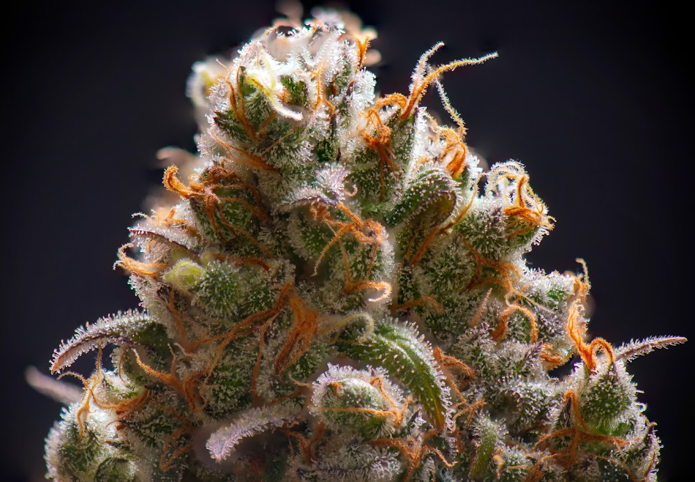 Urb Cannabis Detroit photo 7