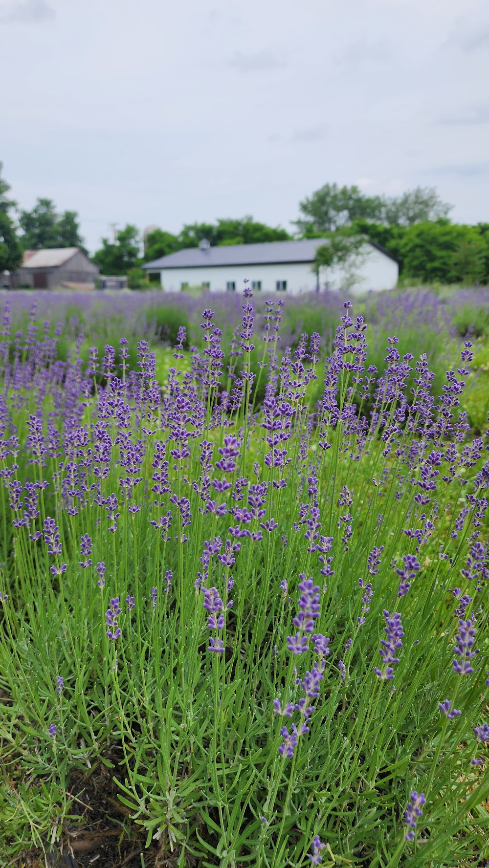 Victory Road Farm photo 5
