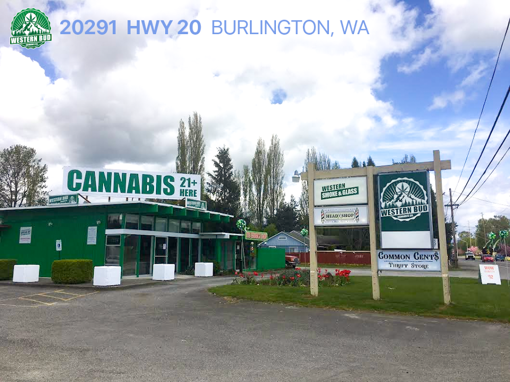 Western Bud photo 1