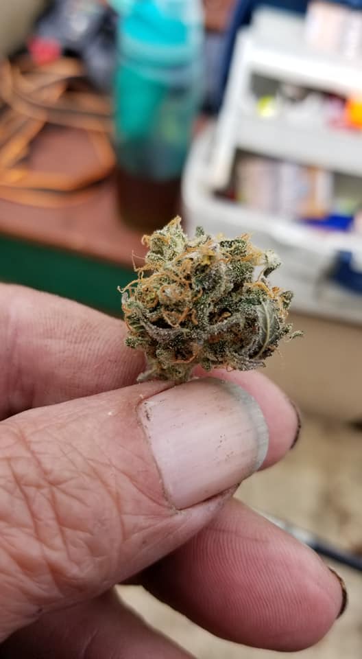 Western Bud photo 6