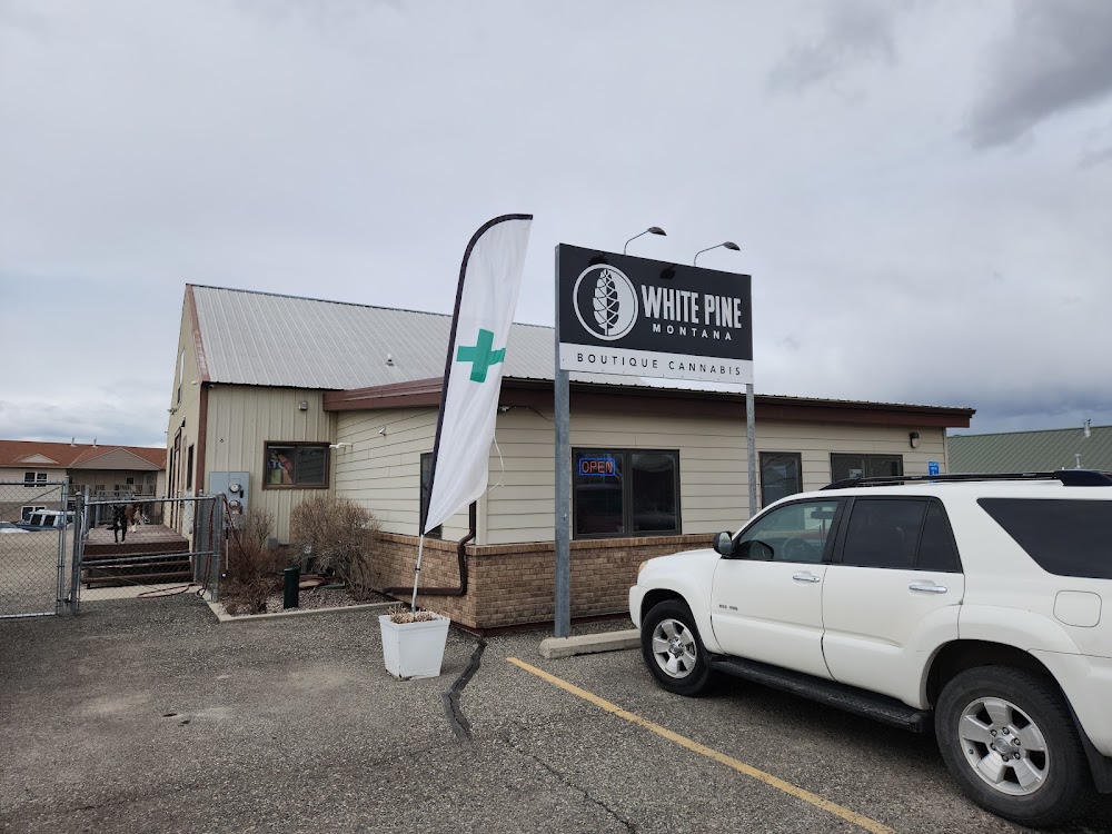 White Pine Montana photo 5
