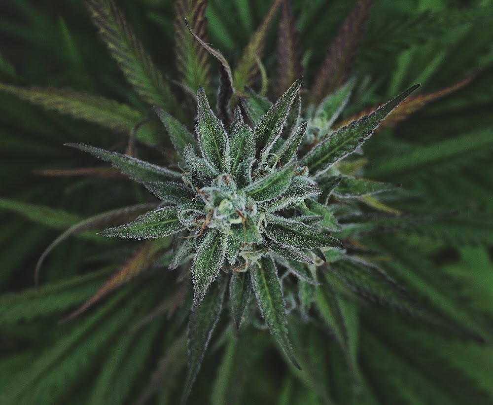 Yachats Cannabis Company photo 2