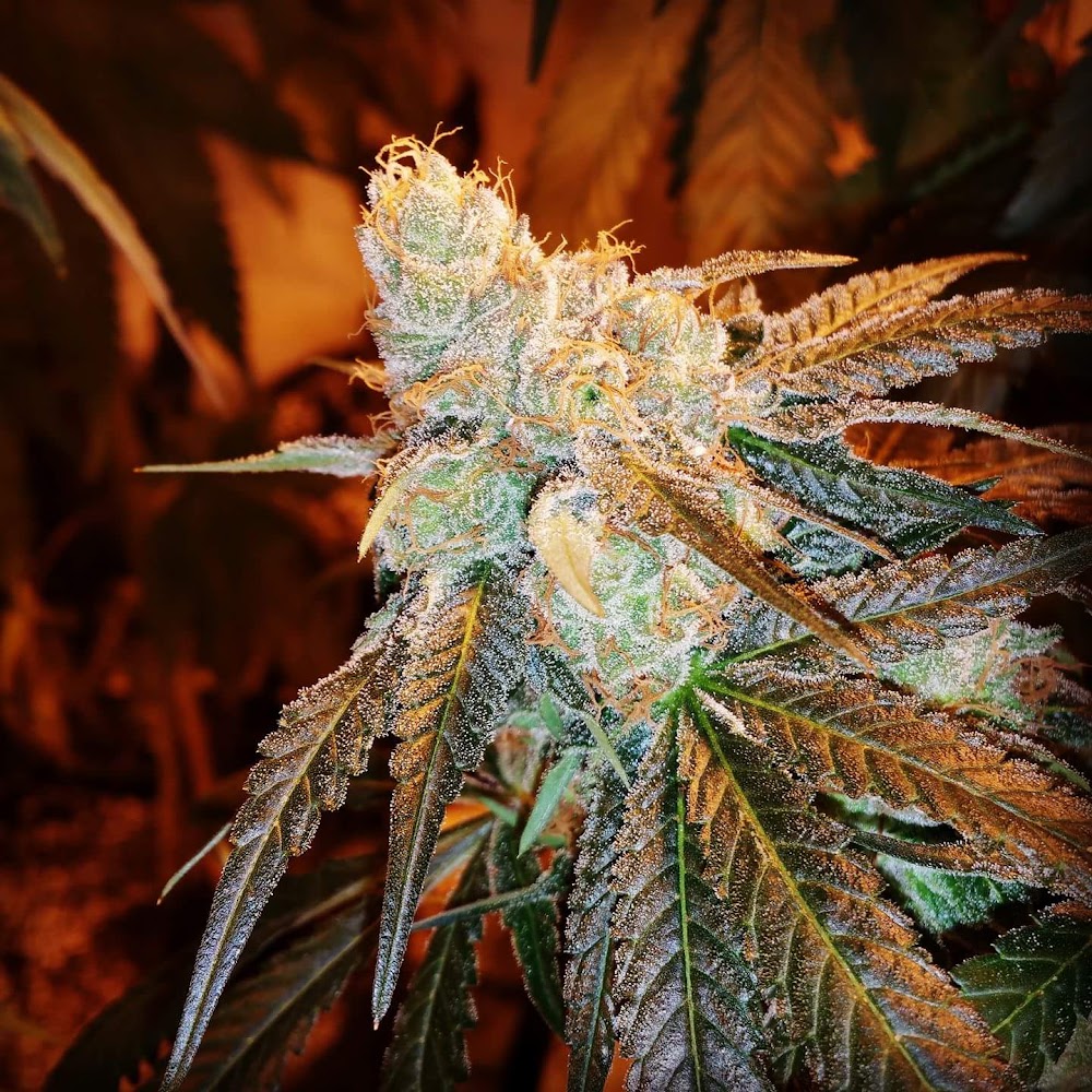 Yachats Cannabis Company photo 7