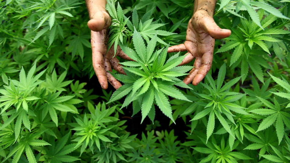 Zion Cannabis photo 2